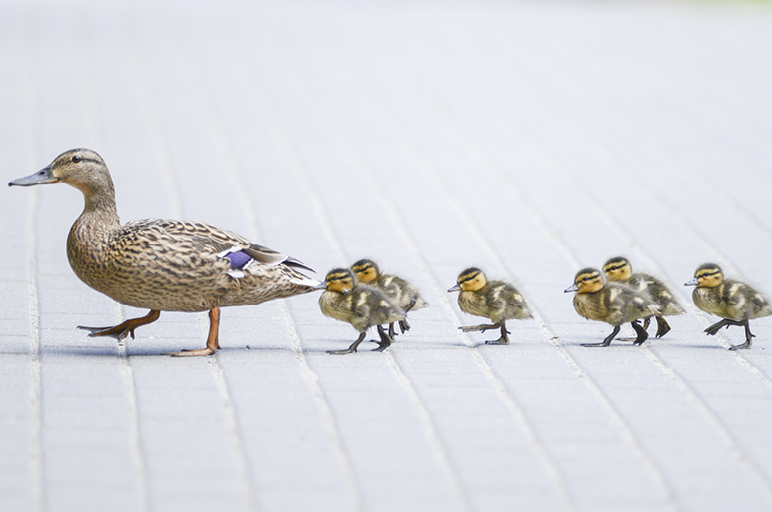 תוכנית חיסכון לכל ילד <br> איך בוחרים נכון?